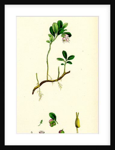 Vaccinium Vitis-Idaea Red Whortleberry by Anonymous