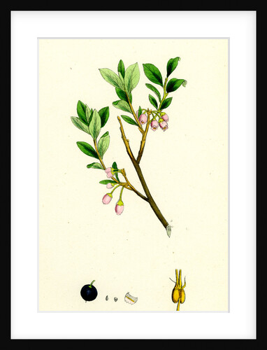 Vaccinium Uliginosum Great Bilberry by Anonymous