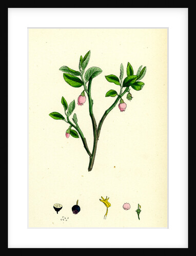Vaccinium Myrtillus Common Bilberry by Anonymous