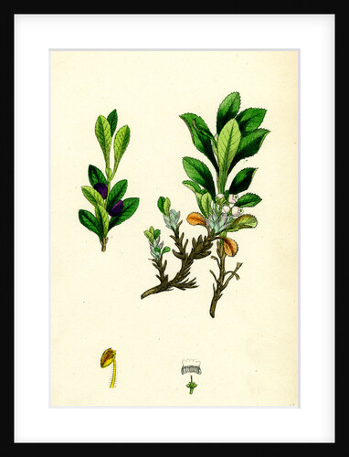 Arctostaphylos Alpina Alpine Bearberry by Anonymous