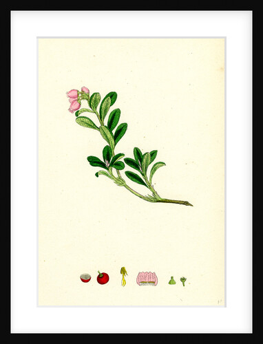 Arctostaphylos Uva-Ursi Common Bearberry by Anonymous
