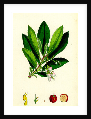 Arbutus Unedo Strawberry-Tree by Anonymous