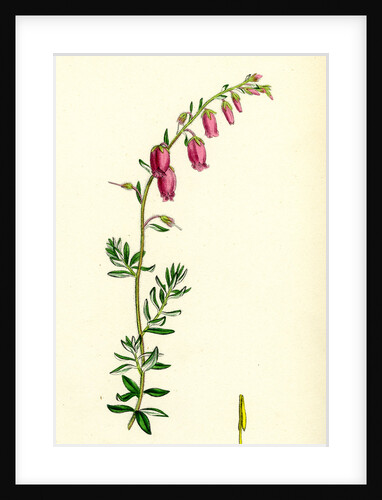 Menziesia Polifolia St. Dabeoc's Heath by Anonymous