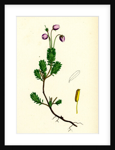 Menziesia Caerulea Yew-Leaved Menziesia by Anonymous