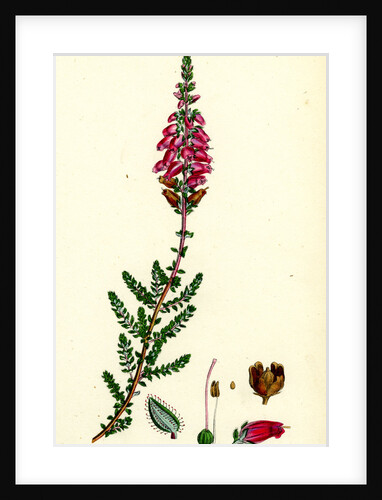 Erica Ciliaris Fringed-Leaved Heath by Anonymous