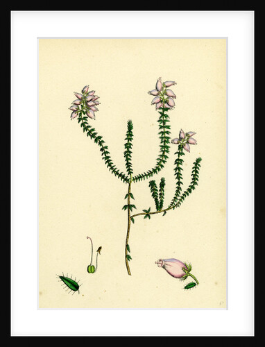 Erica Tetralici-Ciliaris Hybrid Between Fringed-Leaved and Cross-Leaved Heaths by Anonymous