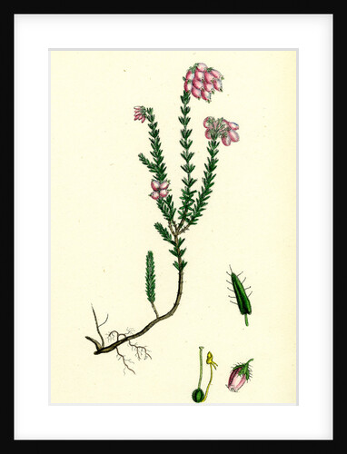 Erica Eu-Tetralix Cross-Leaved Heath by Anonymous