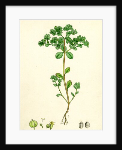 Euphorbia Peplus Petty Spurge by Anonymous