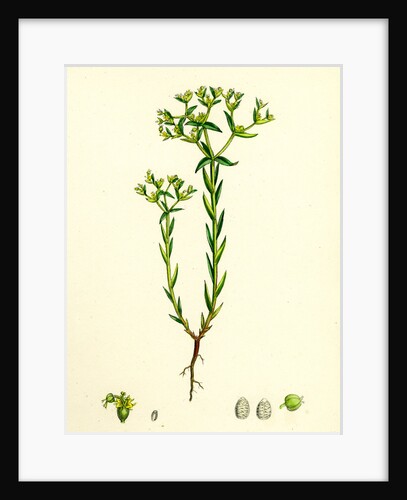 Euphorbia Exigua Dwarf Spurge by Anonymous