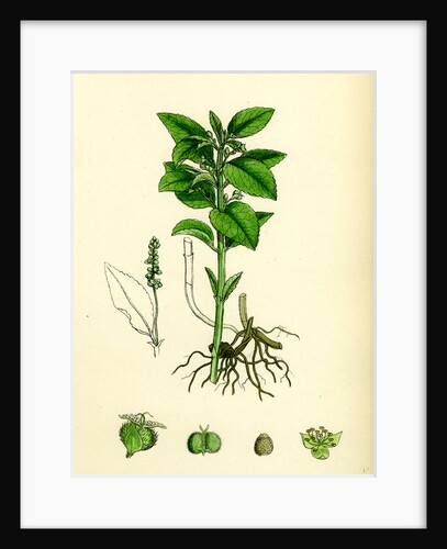 Mercurialis Perennis Perennial Dog's-Mercury by Anonymous