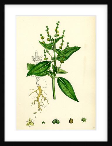 Mercurialis Annua Var. Genuina Annual Dog's-Mercury Var. A. by Anonymous