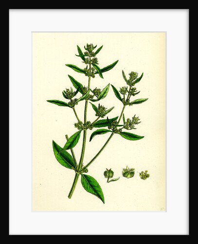 Mercurialis Annua Var. Ambigua Annual Dog's-Mercury Var. B. by Anonymous