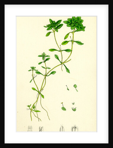 Callitriche Eu-Verna Vernal Water Starwort by Anonymous