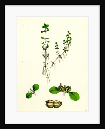 Callitriche Platycarpa Large-Fruited Water Starwort by Anonymous