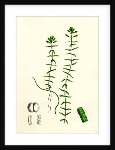Callitriche Hamulata Hooked Water Starwort by Anonymous