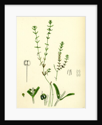 Callitriche Pedunculata Pedunculated Water Starwort by Anonymous