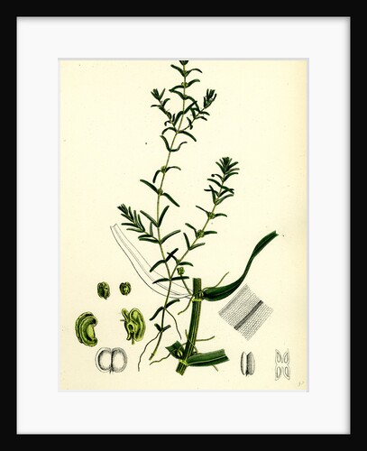 Callitriche Autumnalis Autumnal Water Starwort by Anonymous