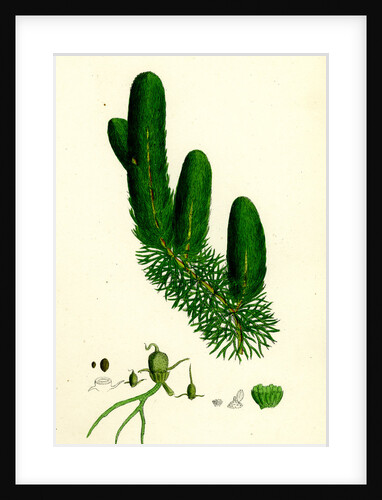 Ceratophyllum Demersum Common Hornwort by Anonymous