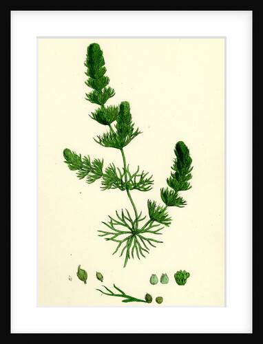 Ceratophyllum Submersum Unarmed Hornwort by Anonymous