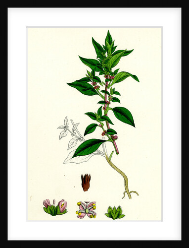 Parietaria Diffusa Pellitory-of-the-Wall by Anonymous