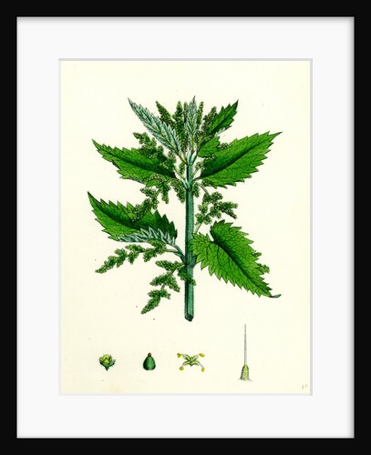 Urtica Dioica Common Nettle by Anonymous