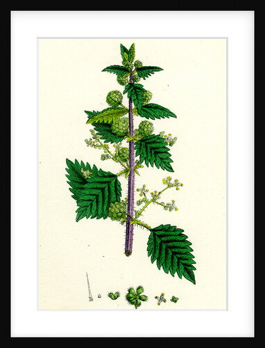 Urtica Pilulifera Var. Genuina Roman Nettle Var. A. by Anonymous
