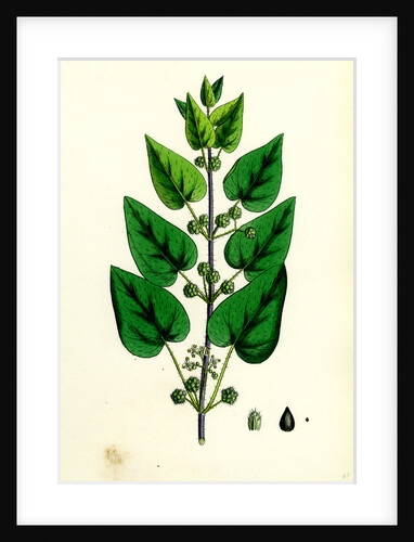 Urtica Pilulifera Var. Dodartii Roman Nettle Var. B. by Anonymous