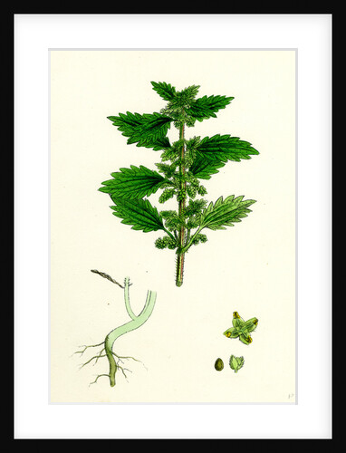 Urtica Urens Small Nettle by Anonymous