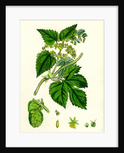 Humulus Lupulus Common Hop by Anonymous