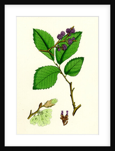 Ulmus Suberosa Var. Genuina Common Elm Var. A. by Anonymous