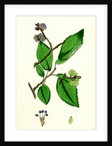 Ulmus Suberosa Var. Glabra Common Elm Var. Y. by Anonymous