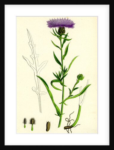 Centaurea Nigra Var. Decipiens Black Knapweed Var. B. by Anonymous