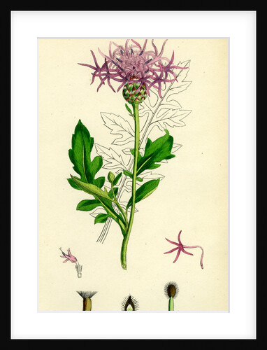 Centaurea Scabiosa Greater Knapweed by Anonymous