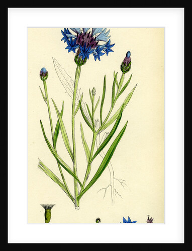 Centaurea Cyanus Blue-Bottle by Anonymous