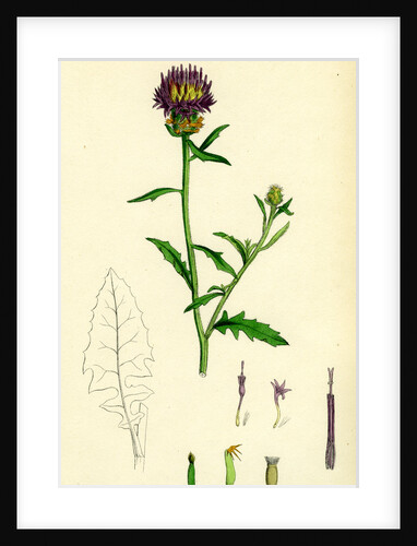 Centaurea Aspera Rough Star-Thistle by Anonymous