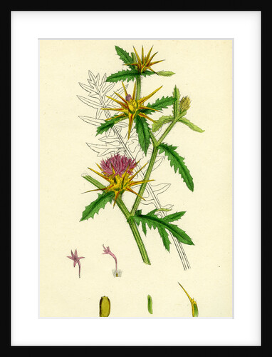 Centaurea Calcitrapa Star-Thistle by Anonymous