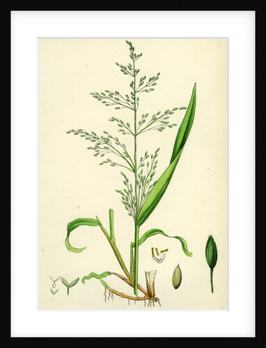 Milium Effusum Wood Millet-Grass-- by Anonymous