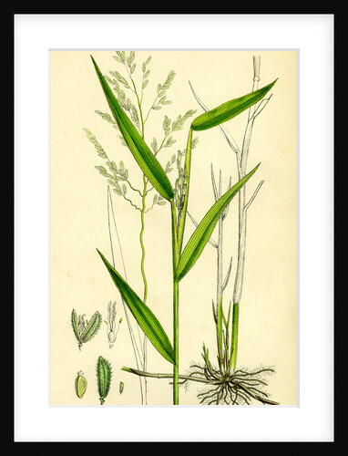 Leersia Oryzoides European Cut-Grass by Anonymous