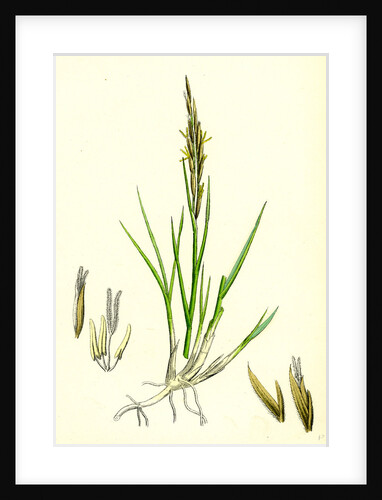 Spartina Stricta Twin-Spiked Cord-Grass by Anonymous