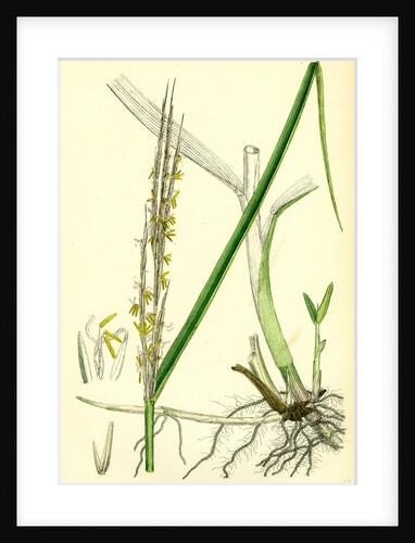 Spartina Alterniflora Many-Spiked Cord-Grass by Anonymous