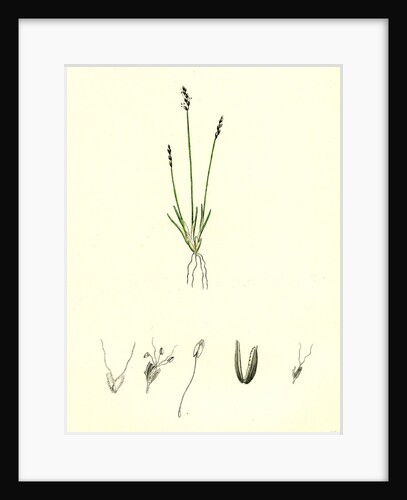 Chamagrostis Minima Early Sand-Grass by Anonymous