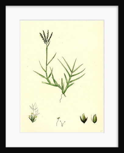 Cynodon Dactylon Creeping Dog's-Tooth-Grass by Anonymous