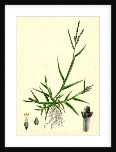 Digitaria Humifusa Glabrous Finger-Grass by Anonymous