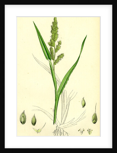 Echinochloa Crus-Galli Loose Panic-Grass by Anonymous