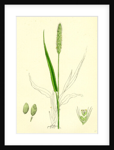 Setaria Viridis Green Bristle-Grass by Anonymous