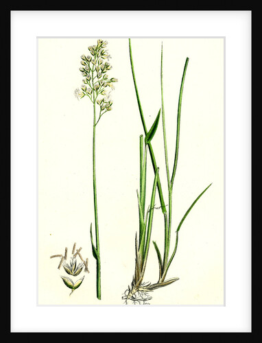 Hierochloe Borealis Northern Holy-Grass by Anonymous