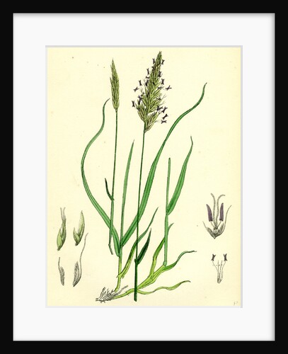 Anthoxanthum Odoratum Sweet-Scented Vernal-Grass by Anonymous