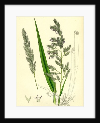 Digraphis Arundinacea Ribbon-Grass by Anonymous