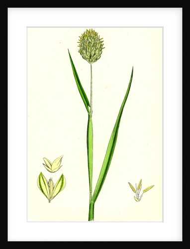 Phalaris Canariensis Canary-Grass by Anonymous