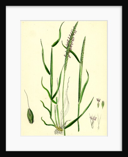 Alopecurus Agrestis Slender Fox-Tail-Grass by Anonymous